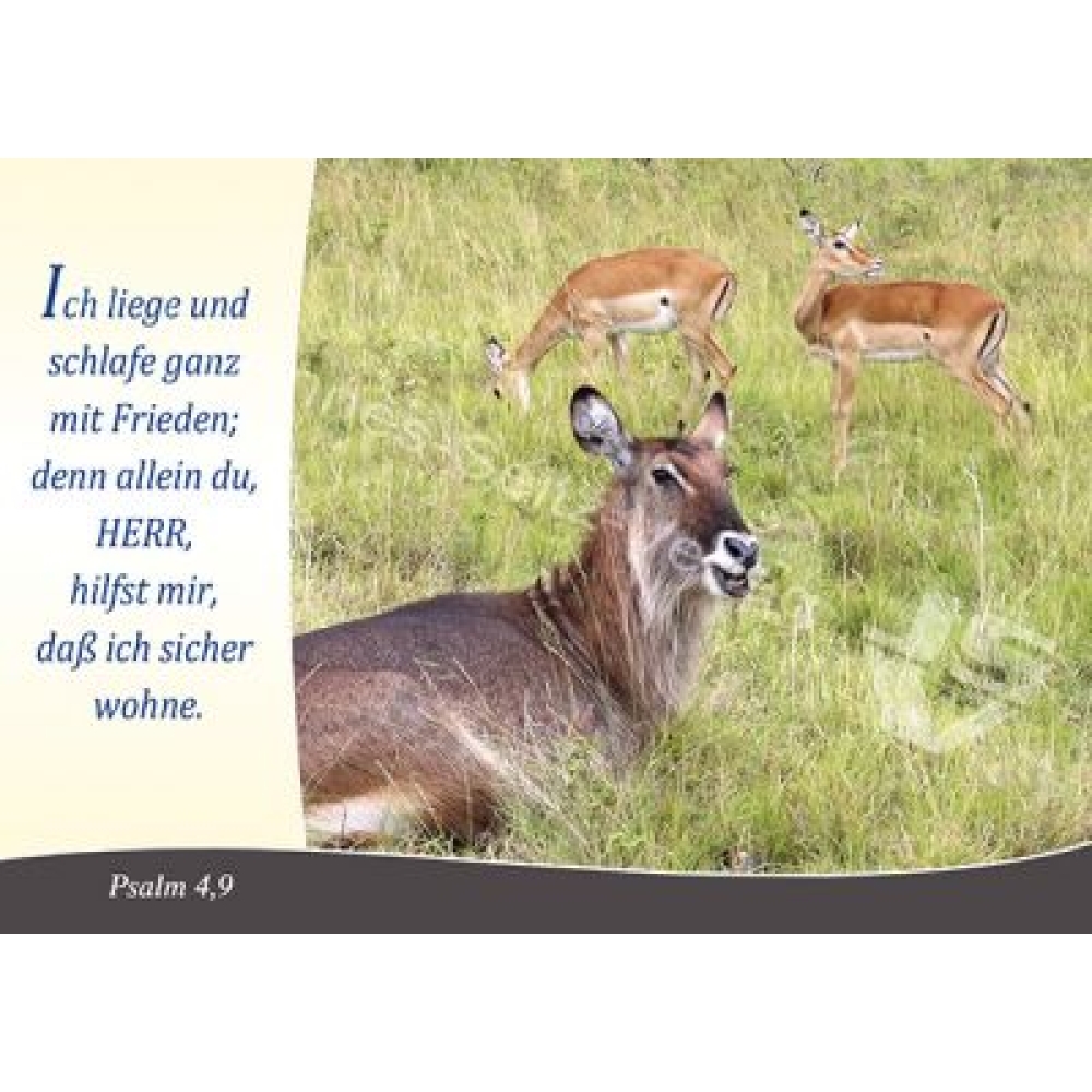 Postkarte Psalm 4,9